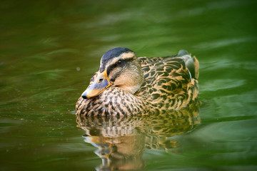 Mallard (Anas platyrhynchos)