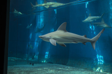 Fototapeta premium shark photo inside aquarium tank