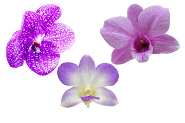 Obraz premium Orchid isolated on white background (isolated on white and clipping path)