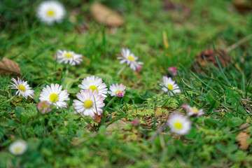 Grass close-up in green lawn, blured background, fresh texture