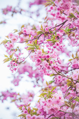 Beautiful nature scene with blooming tree. Spring flowers. Springtime
