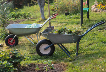 Two  wheelbarrows with saplings in the farm