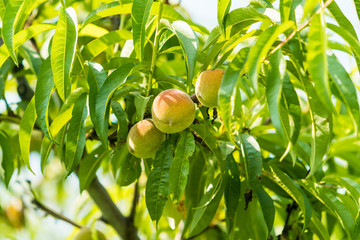 Sweet peach fruits growing on a peach tree branch