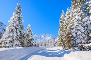 Spruce trees on snowy road to Morskie Oko lake in winter season, Tatra Mountains, Poland