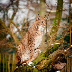 Portrait of lynx  in  Forest