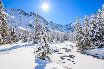 Spruce trees in winter landscape near Morskie Oko lake with sun on blue sky, Tatra Mountains, Poland - obrazy, fototapety, plakaty