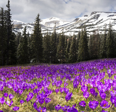 Dragobrat, the spring Carpathians