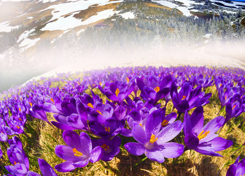 Dragobrat, the spring Carpathians