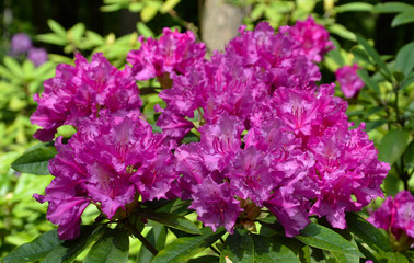Кустовая азалия с малиново-фиолетовыми цветами.