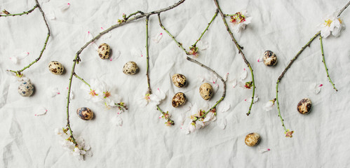Easter holiday background. Flat-lay of tender Spring almond blossom flowers on branches and quail eggs over light grey linen cloth, top view. Greeting card concept