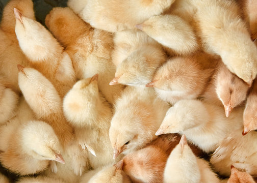 Newborn Yellow Chickens on a Poultry Farm