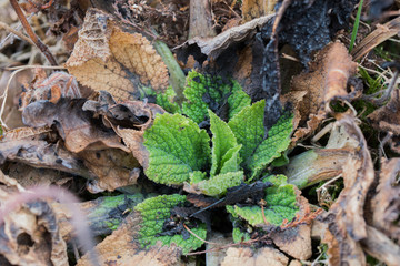 Blätter einer Königskerze nach einem Waldbrand