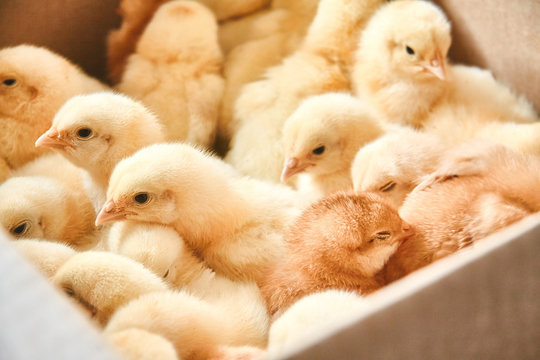 Newborn Yellow Chickens on a Poultry Farm in box