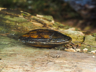 Closeup of a fresh water swan mussel on a wooden log