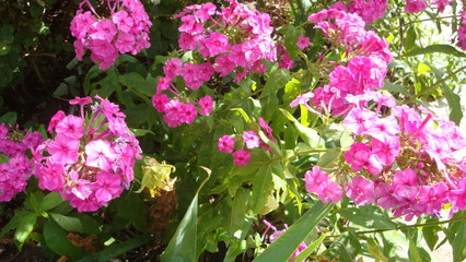 Pink Phlox collected in inflorescence framed by green leaves. on a Sunny summer day.