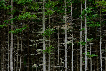 Beautiful white bark on Pine trees makes them stand out at the edge of a forest on Prince Edward Island Canada