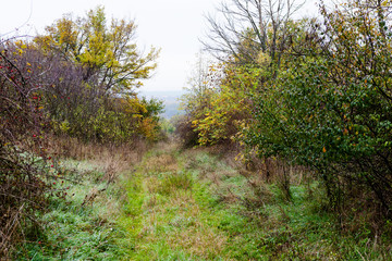 Old overgrown abandoned rural road