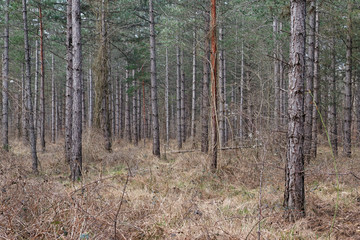 Undergrowth and pine tree trunks in Fontainebeau