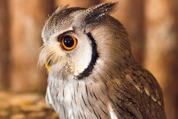 Pygmy owl,Glaucidium brodiei 1year old isolate on background, technical cost-up.