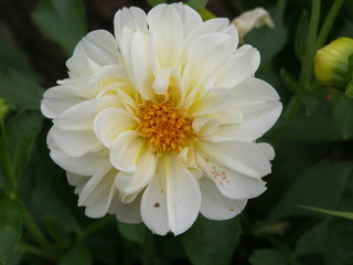 Dahlia is a flower, famous for dazzling beauty, excites passion and pushes on mad acts. From pink to maroon flowers