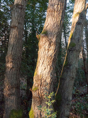 close up sunlight texture of bark tree outside uk forest woodland