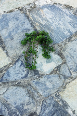  Green plant germinate on an old stone wall. Concept of overcoming obstacles and willpower.