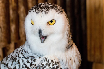 snow owl 1year old isolate on background, technical cost-up.