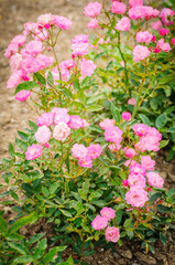 Pink Roses on a bush in a garden on natural background