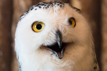 snow owl 1year old isolate on background, technical cost-up.