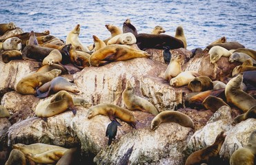 group of sea lions sun bathing on rocks