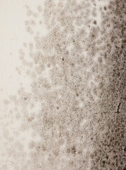 close up texture of mould fungus black spotted growing on wall white