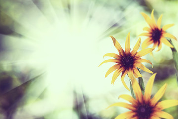 Obraz premium beautiful flowers in the garden closeup
