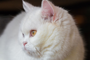 cat,kitty isolate on background,front view from the top, technical cost-up.