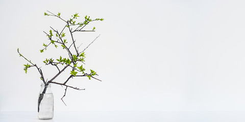 pretty branch of a glass vase. isolated white background
