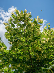 Linden tree in blossom. Nature background.