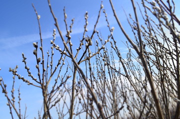 The branches of willow