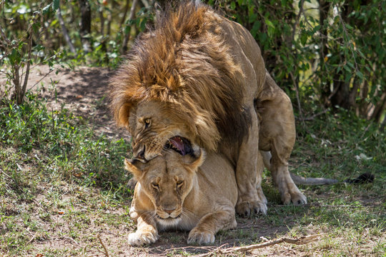 Lion mating couple in teh Masai Mara National Park in Kenya
