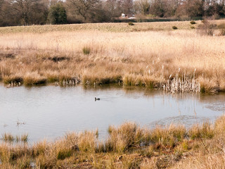 close up view of lake golden reeds nature landscape reserve