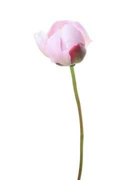 Fototapeta Light  peony isolated on white background.