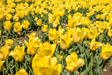 Obraz premium Group of yellow tulips in the park.