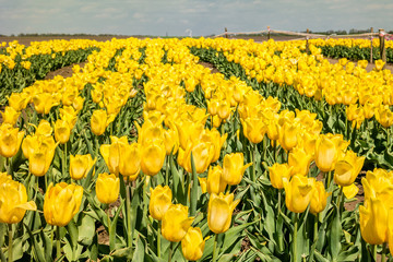 Group of yellow tulips in the park.