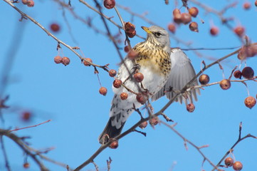 Thruch on the branch of a tree in winter.
