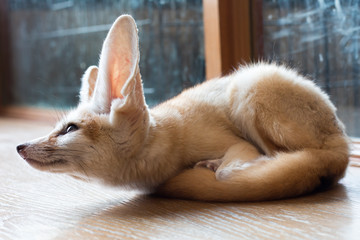 fennec fox 1 year isolate on background,front view from the top, technical cost-up. - obrazy, fototapety, plakaty