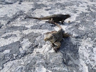  Iguana
