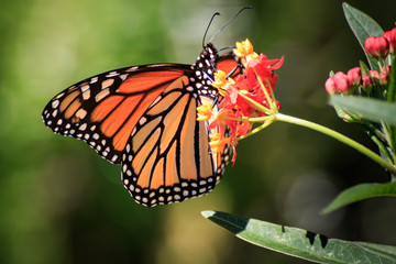Monarch on Tropical Milkweed