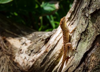 small tropical lizard