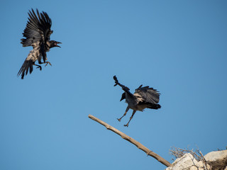 A Hooded Crow in flight scolds another crow which has stolen its perch