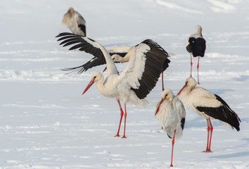 White stork, Ciconia ciconia, bocian biały, zima, śnieg - obrazy, fototapety, plakaty