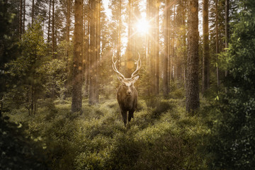 Fototapeta premium Jeleń w lesie