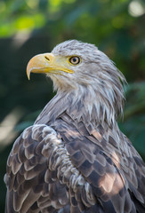 White-tailed Eagle bielik Haliaaetus albicilla